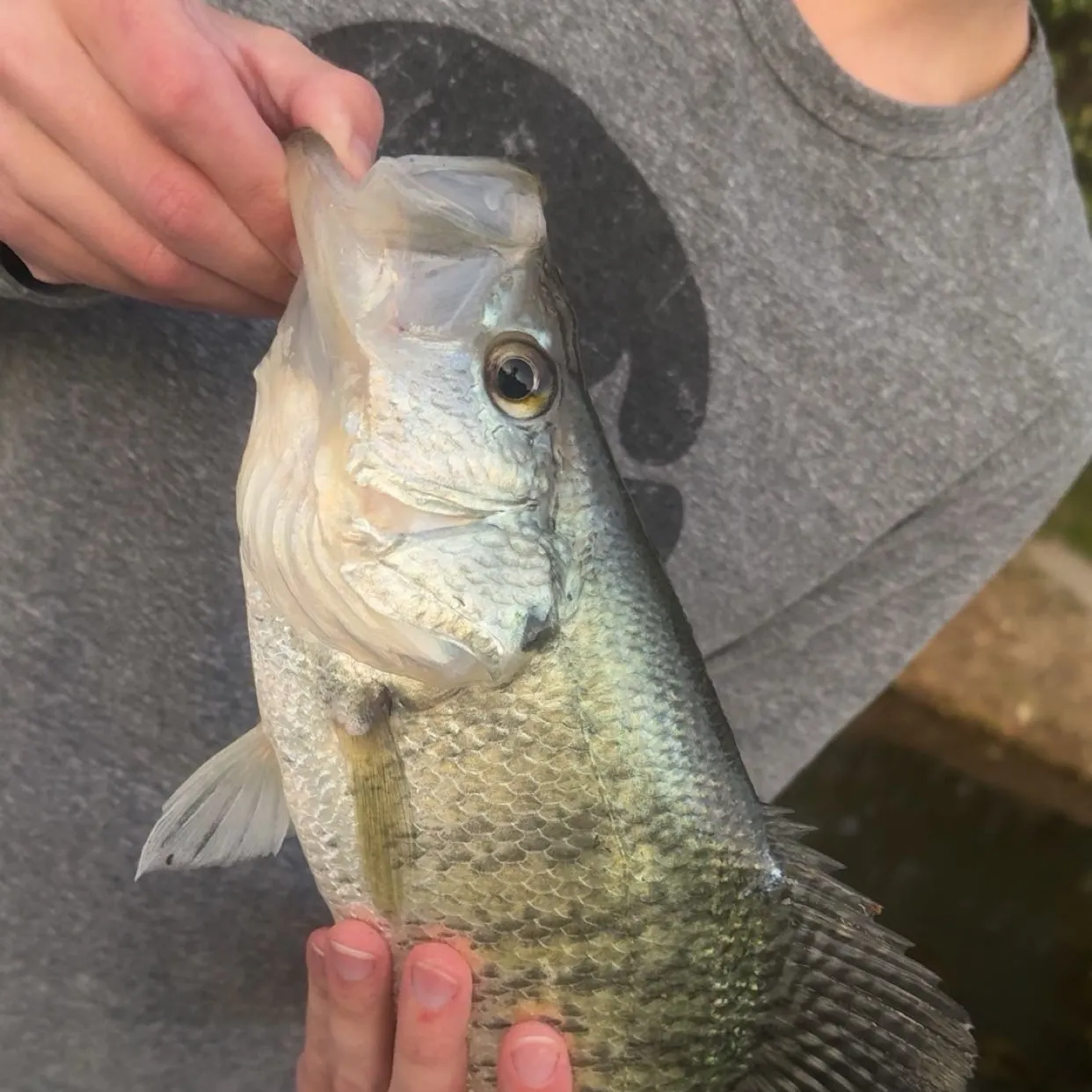 White crappie caught on Fishbrain