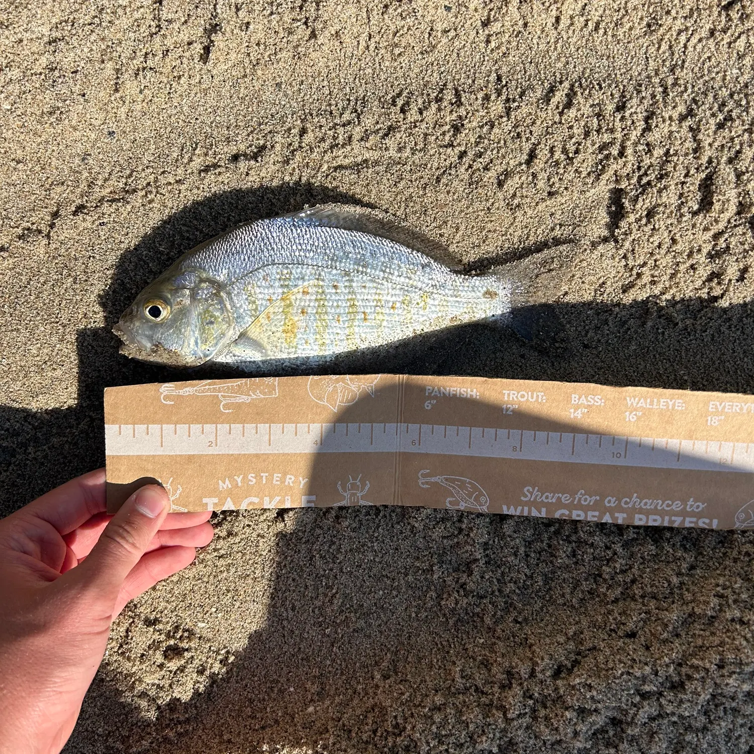 recently logged catches