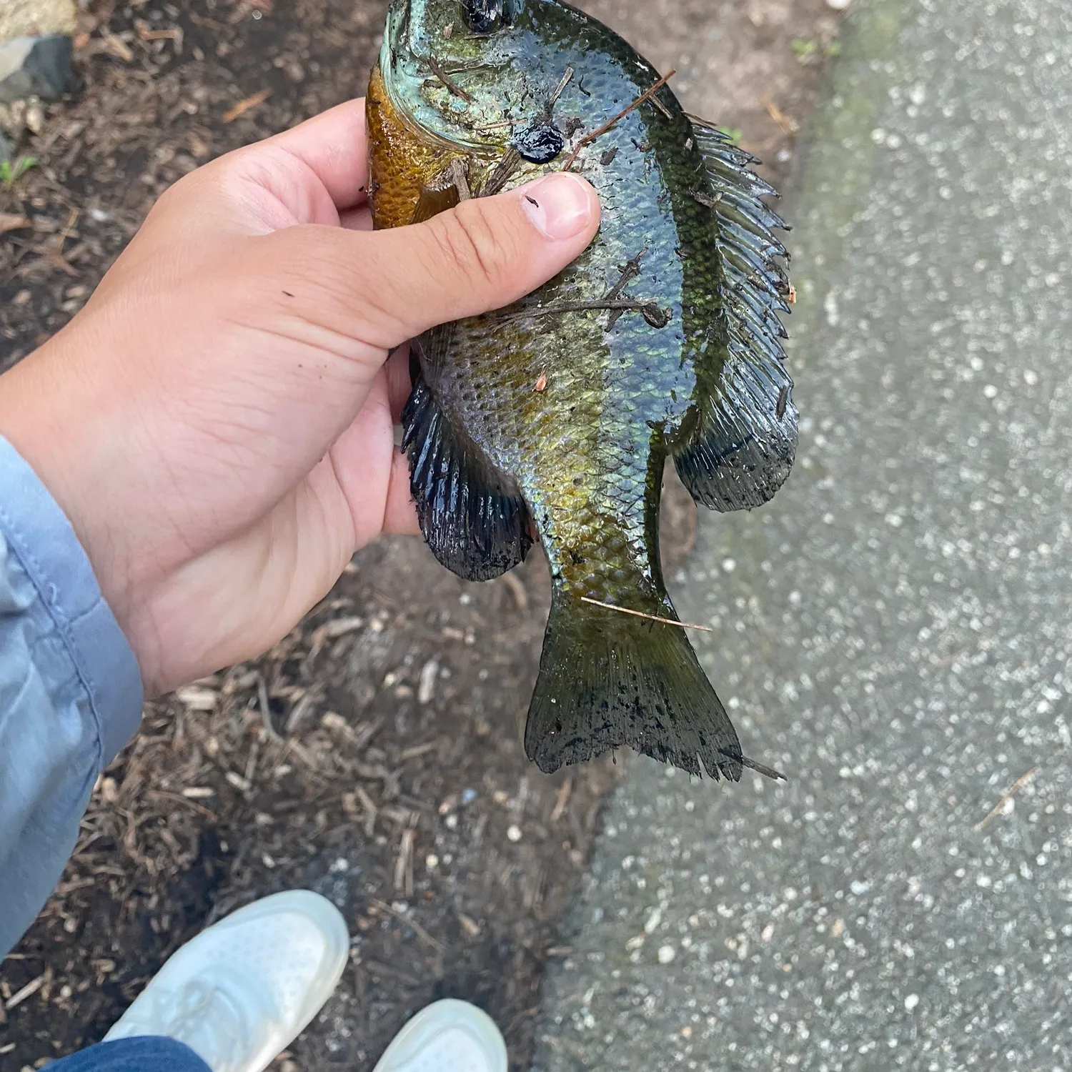 catch