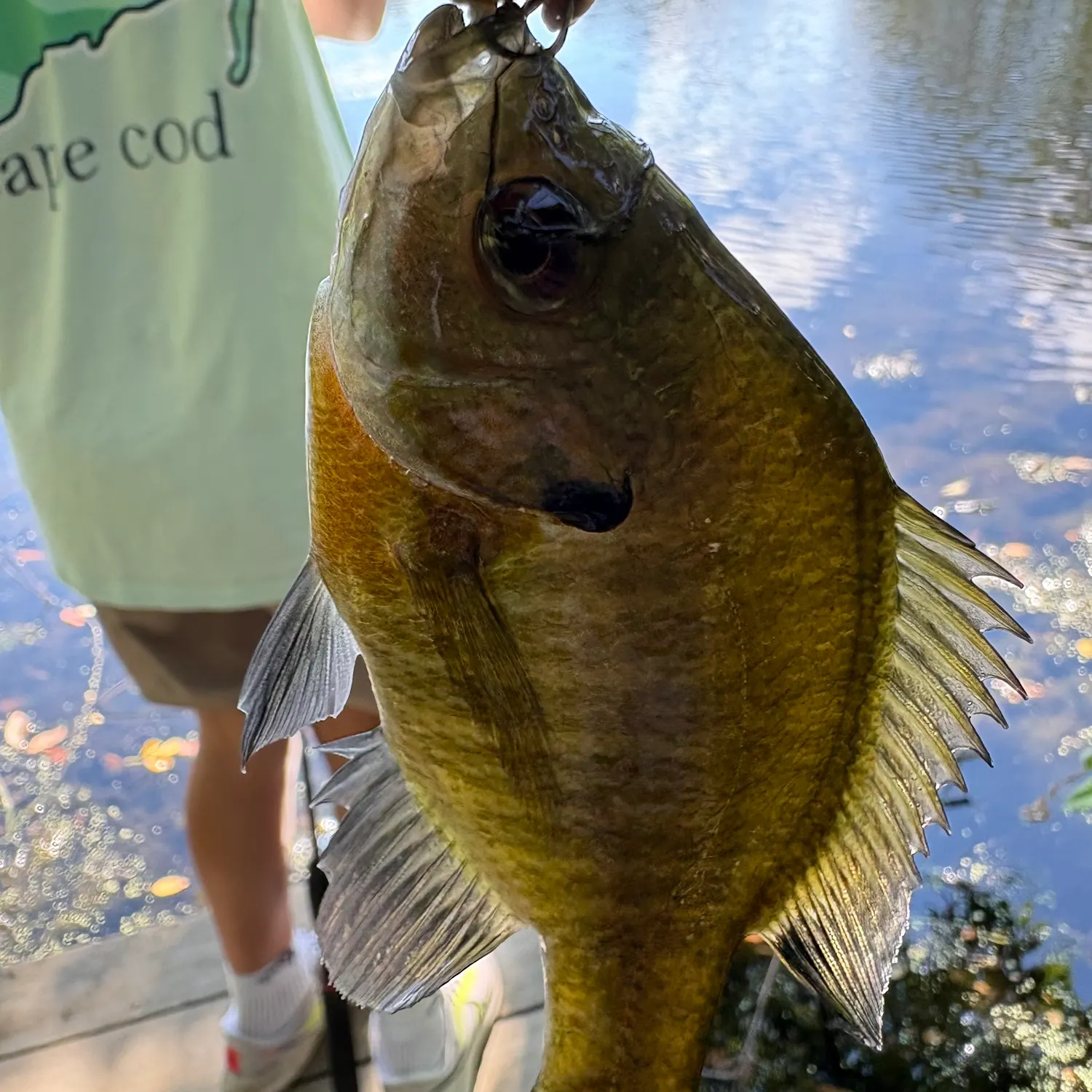 Bluegill caught on Fishbrain