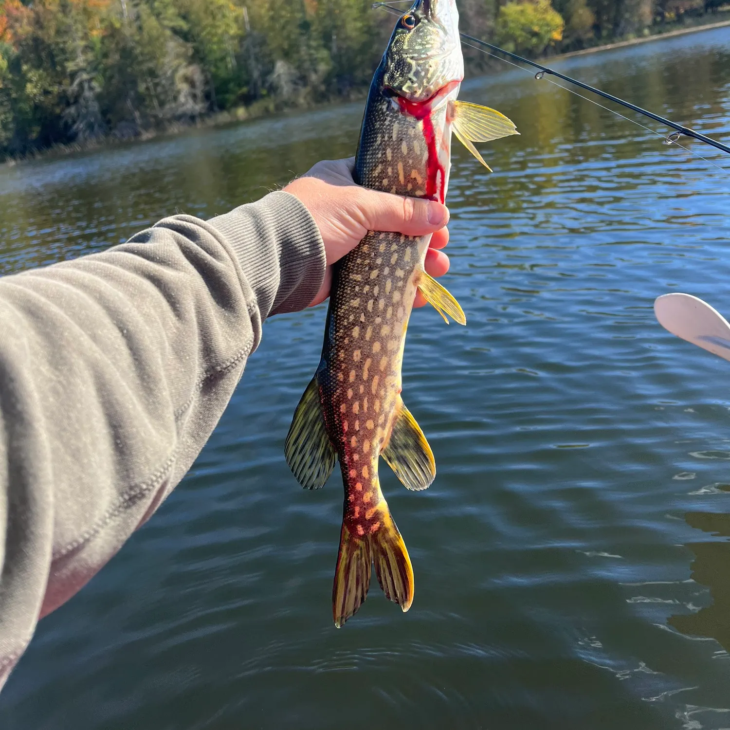 Northern pike caught on Fishbrain