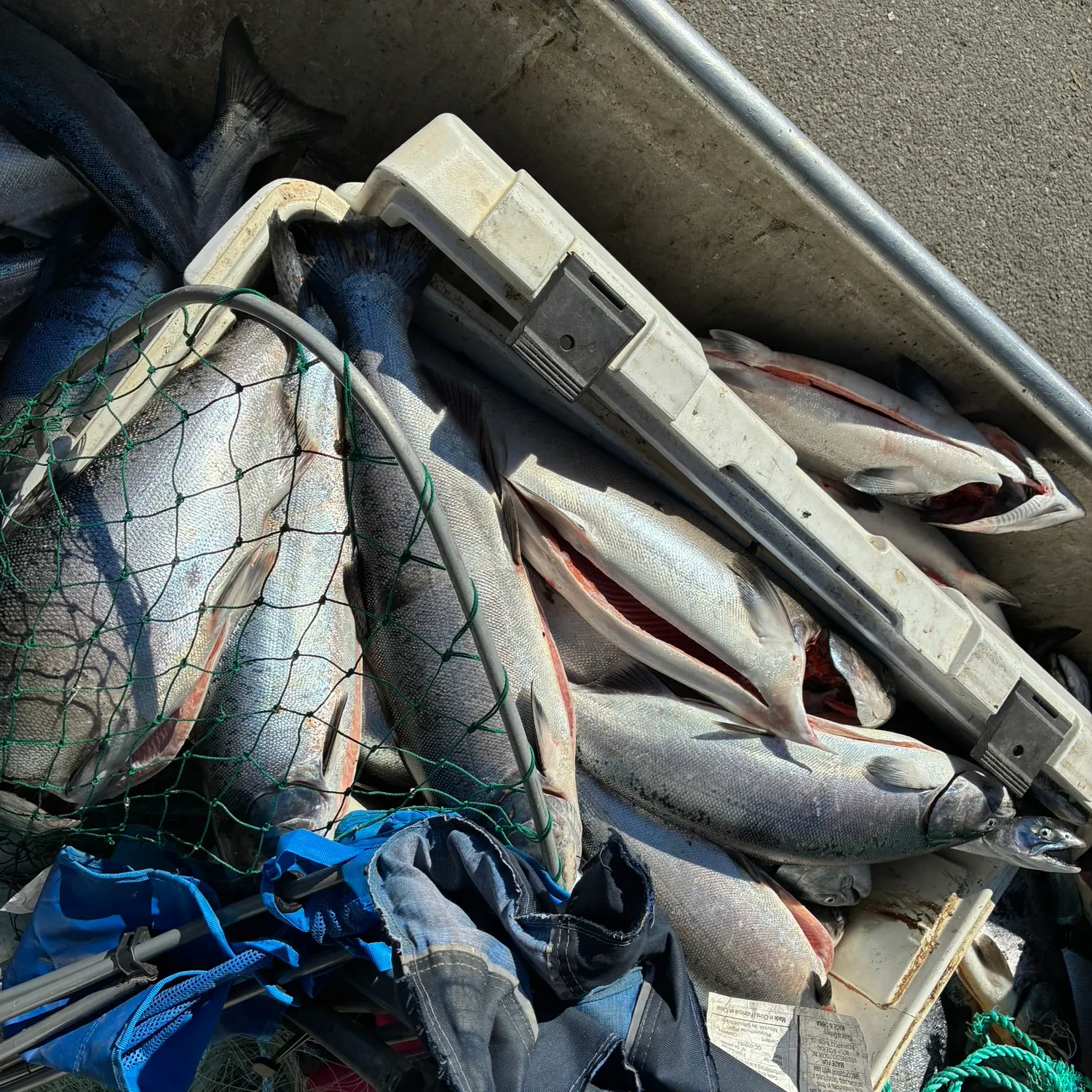 Coho salmon caught on Fishbrain