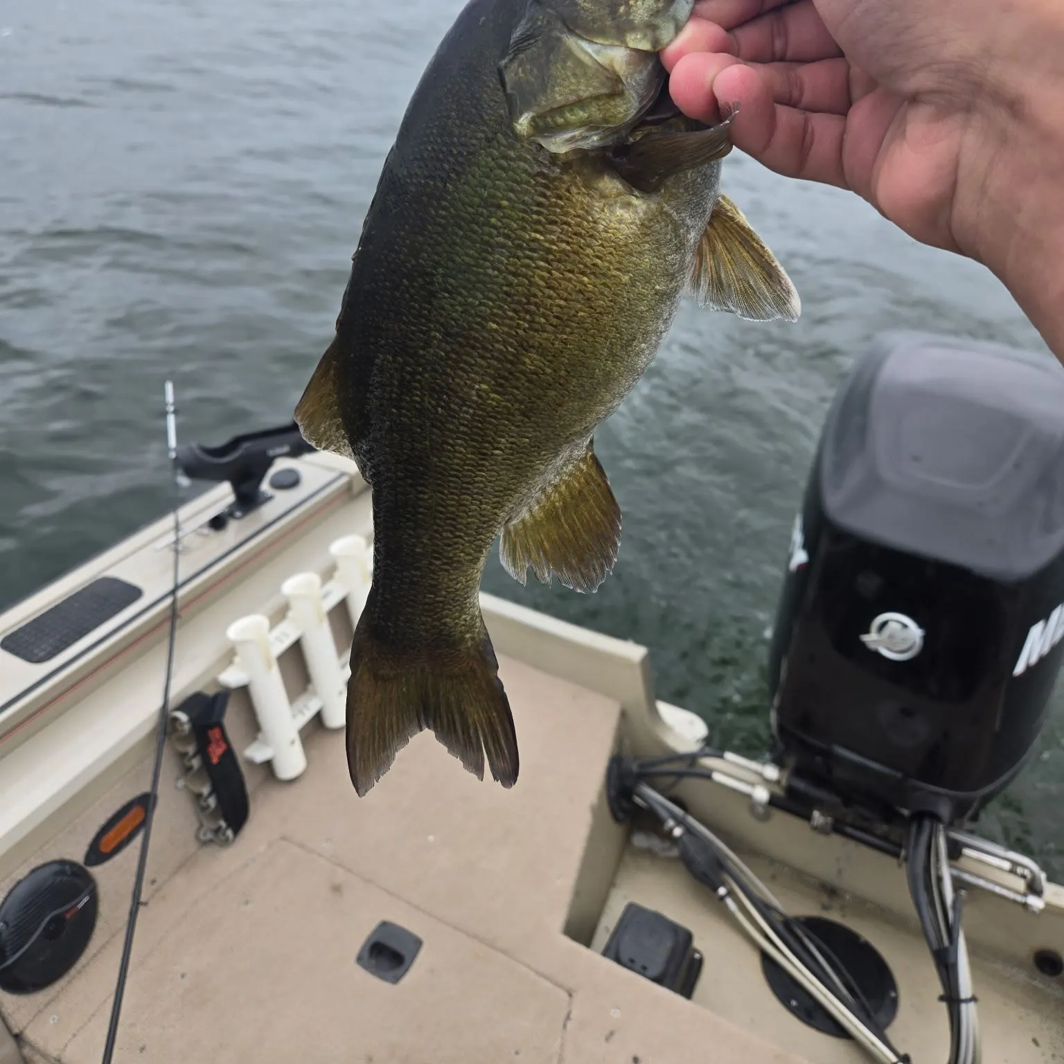 Smallmouth bass caught on Fishbrain
