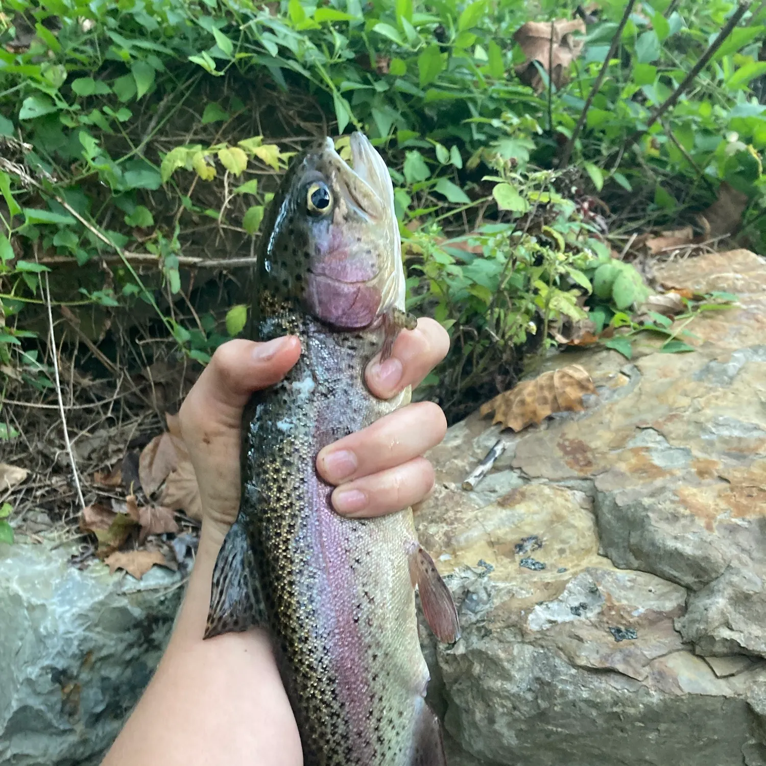 Rainbow trout caught on Fishbrain