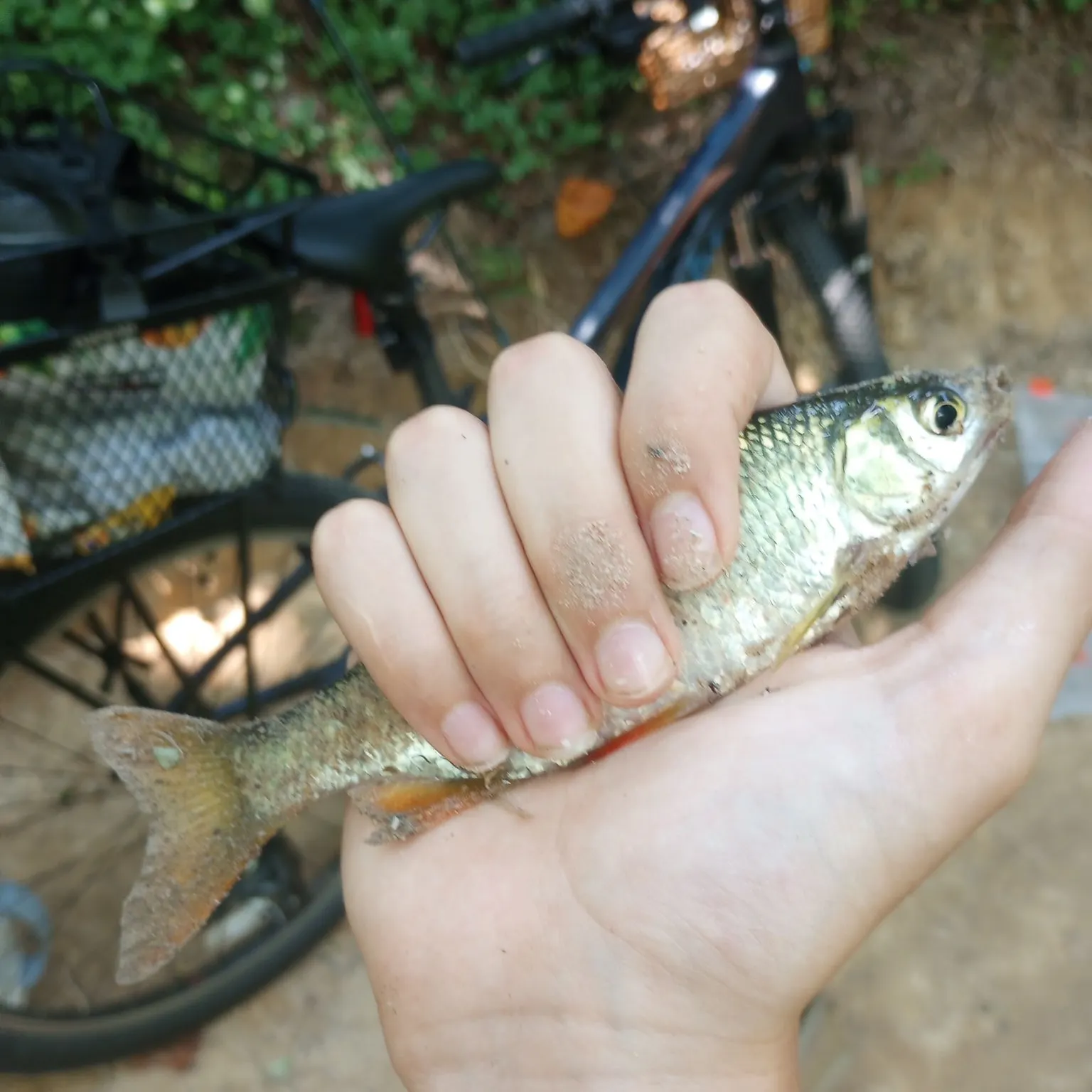 Golden shiner caught on Fishbrain