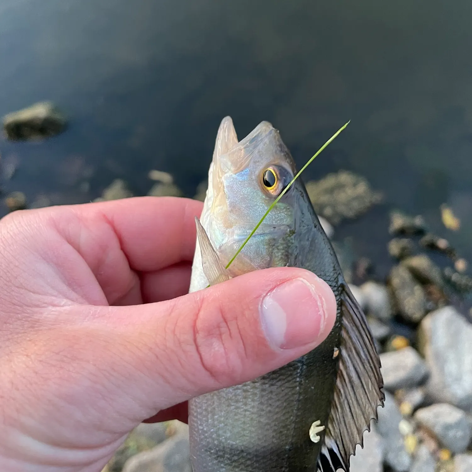 European perch caught on Fishbrain