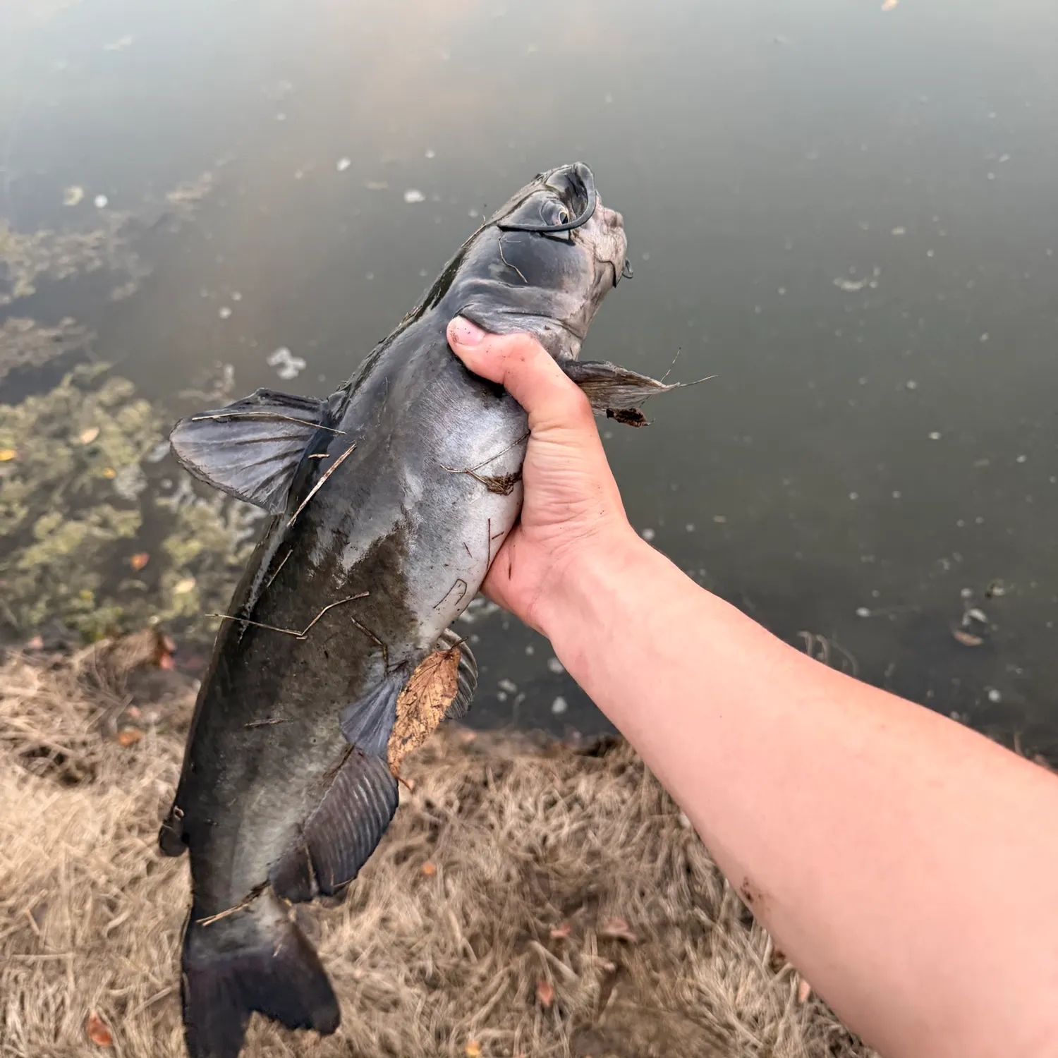 Channel catfish caught on Fishbrain