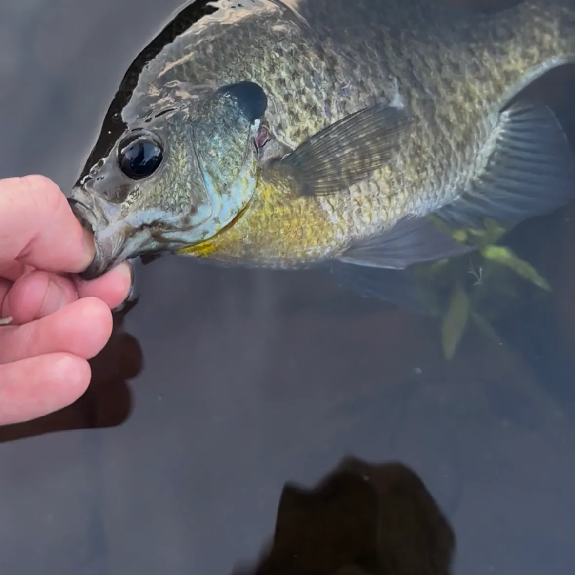 Bluegill caught on Fishbrain