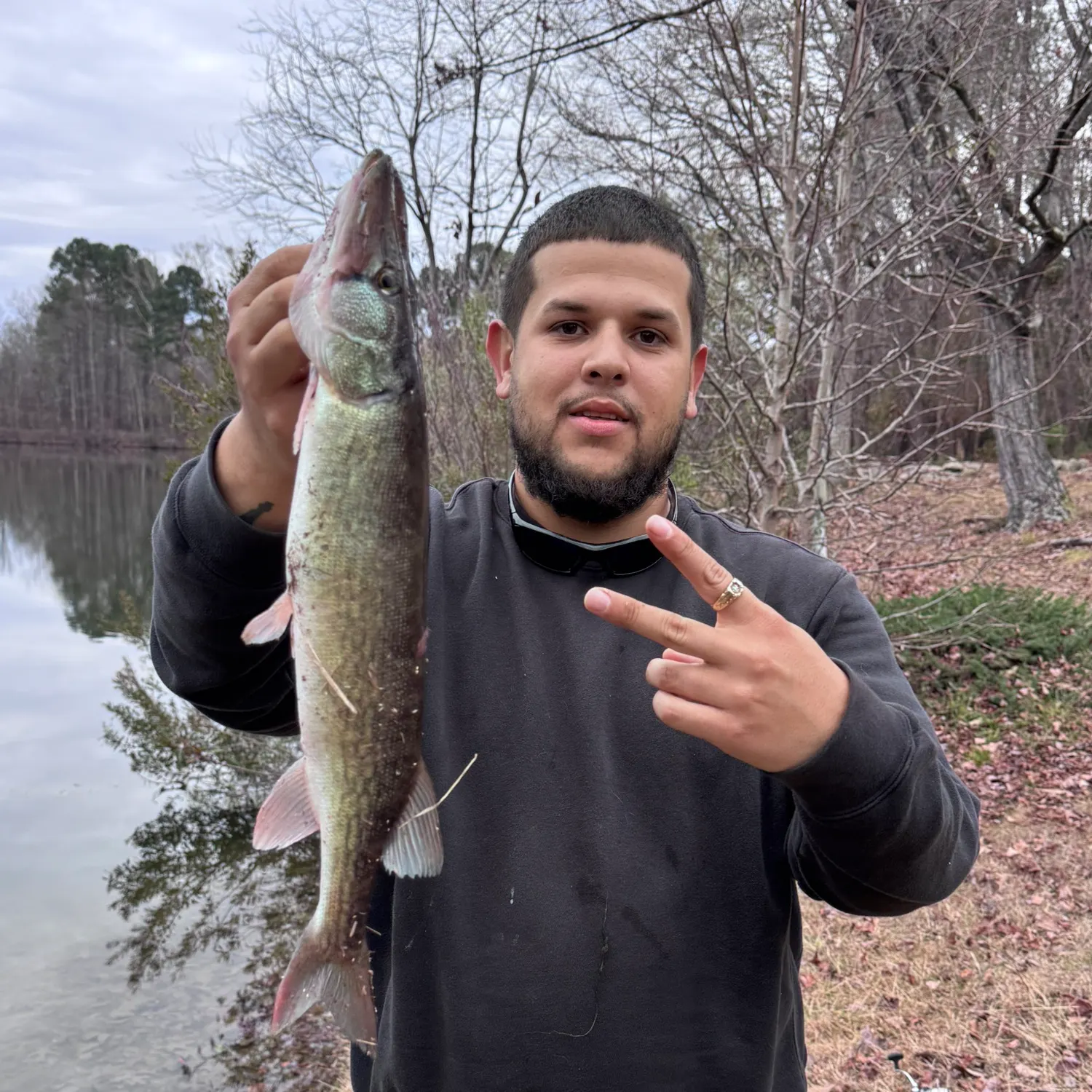 The most recent Chain pickerel catches on Fishbrain
