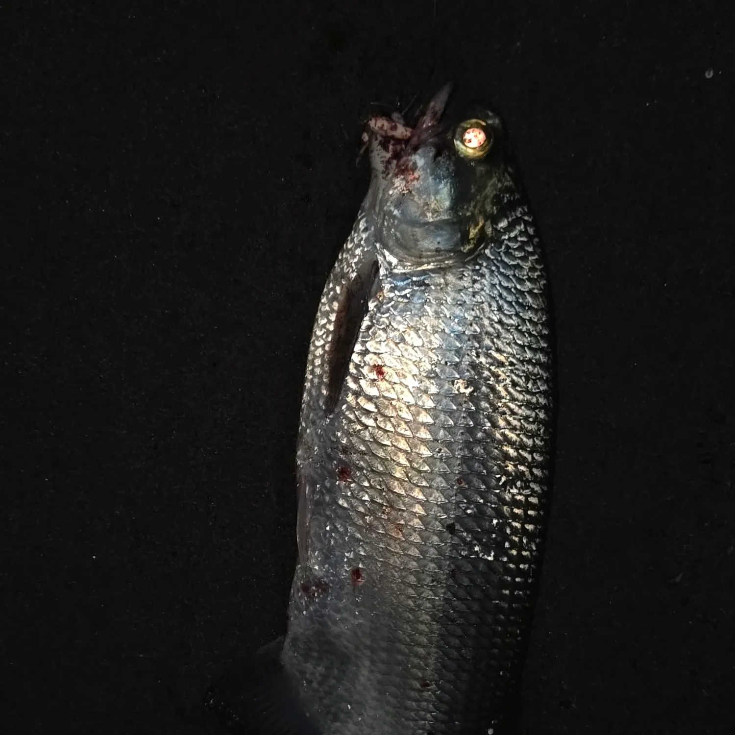 Goldeye caught on Fishbrain