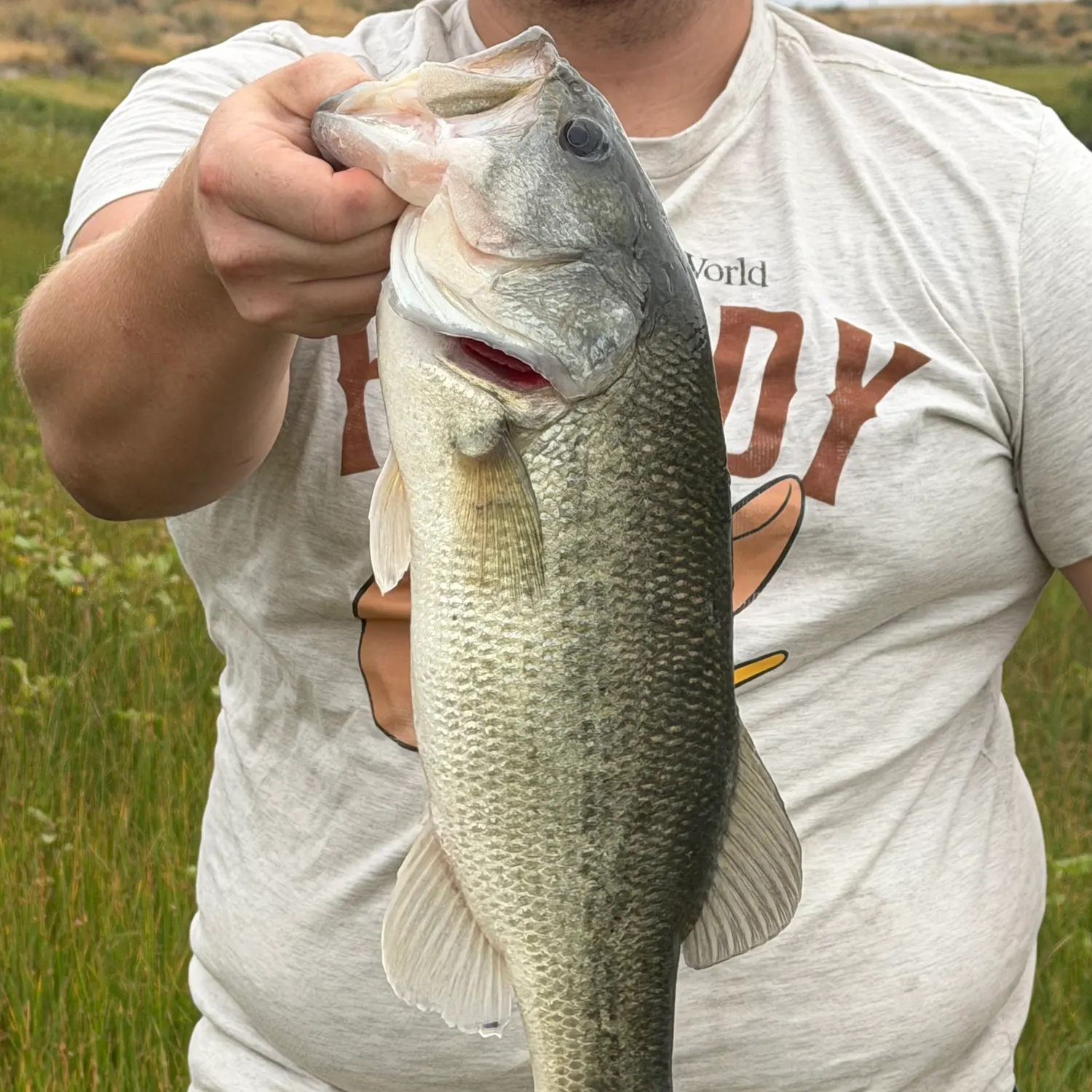 Largemouth bass caught on Fishbrain
