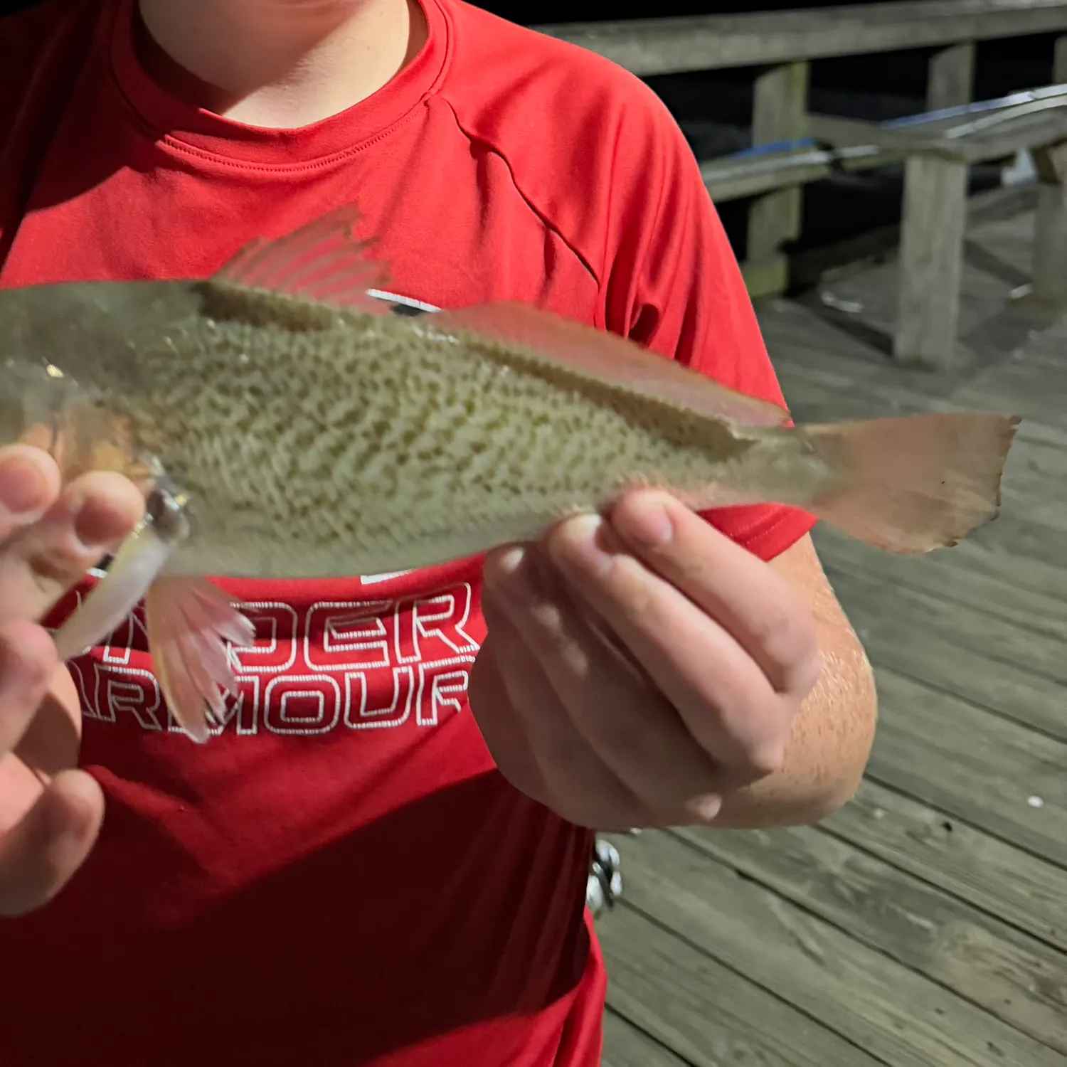 Atlantic croaker caught on Fishbrain