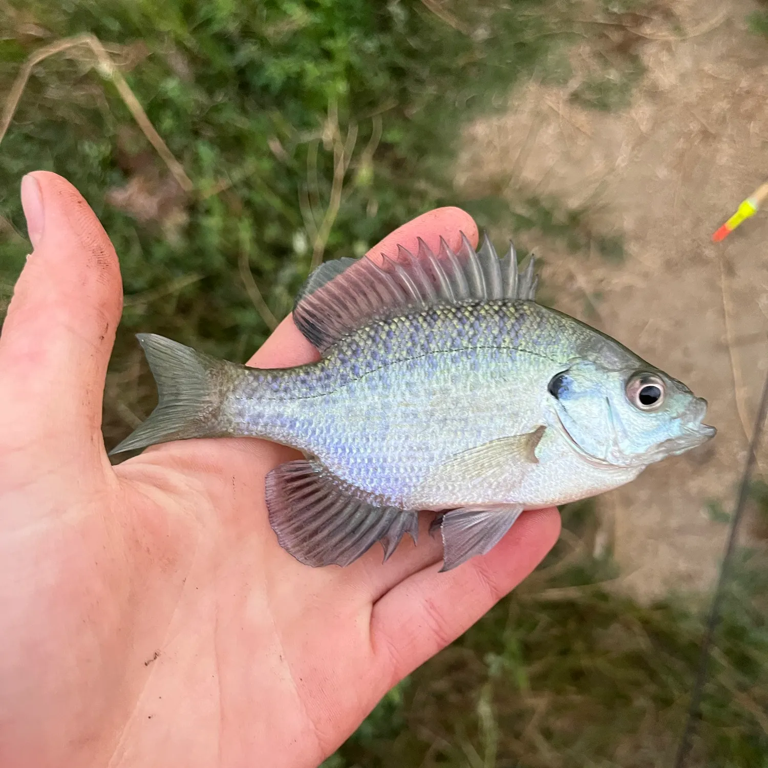 Fish caught on Fishbrain