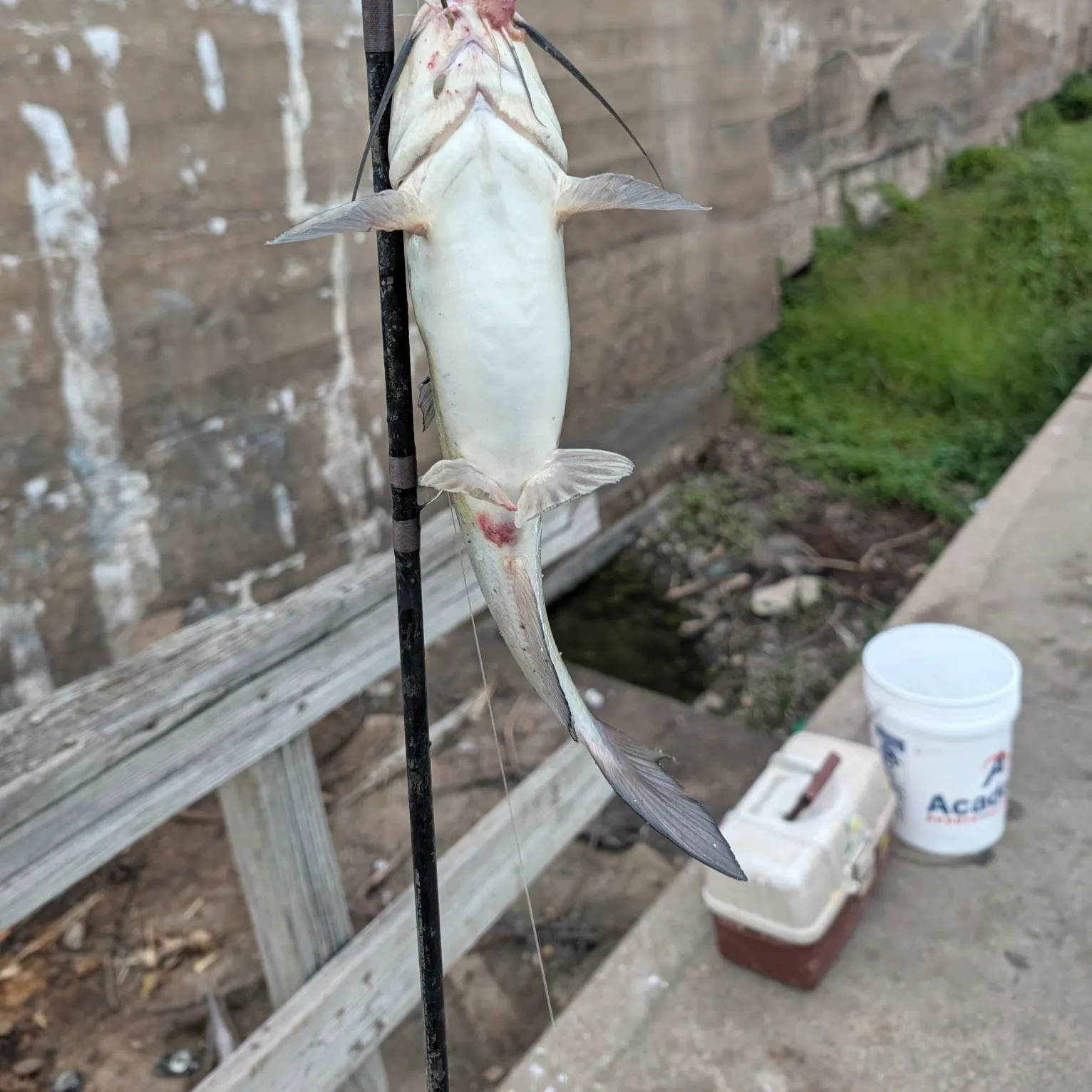 Channel catfish caught on Fishbrain