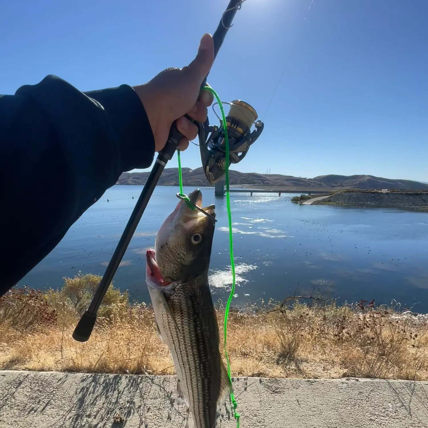Striped bass caught on Fishbrain