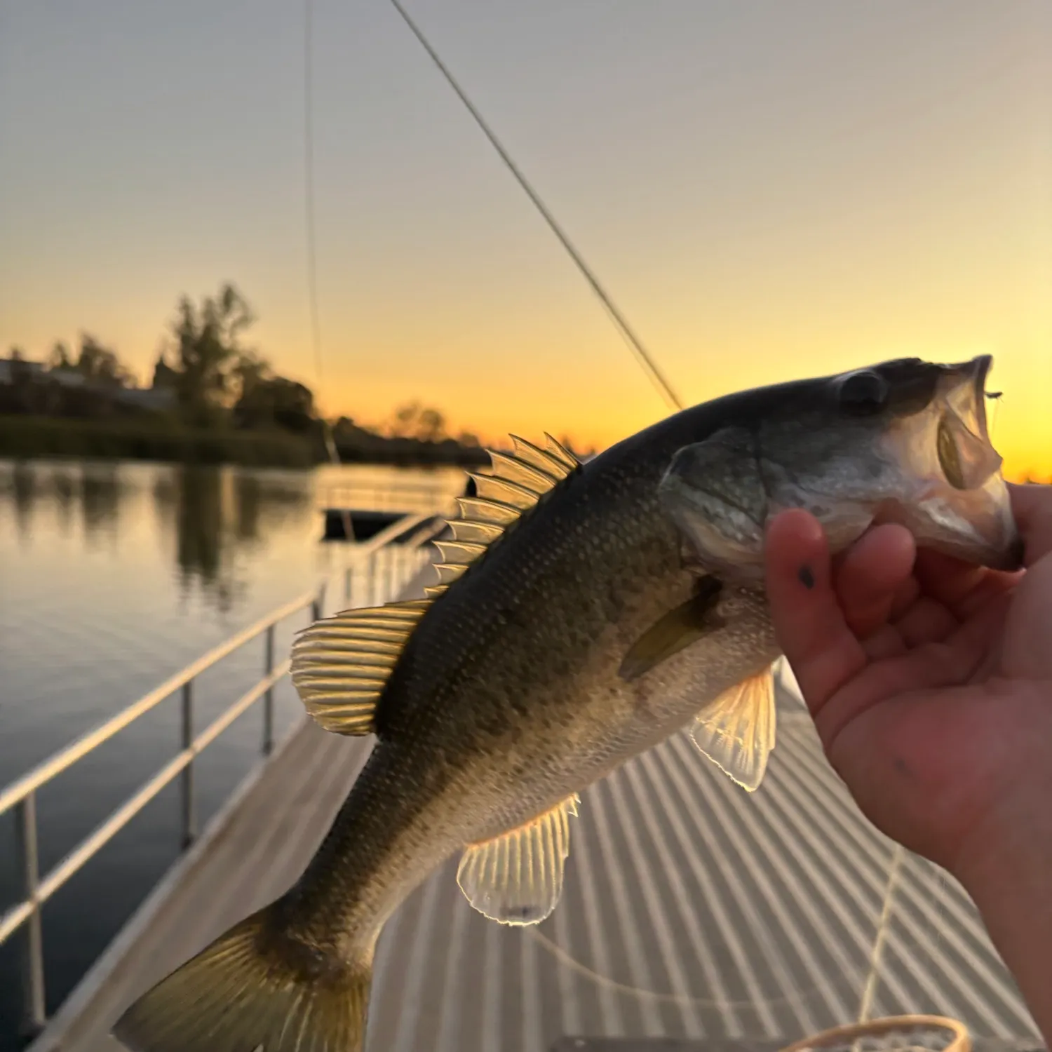 Largemouth bass caught on Fishbrain