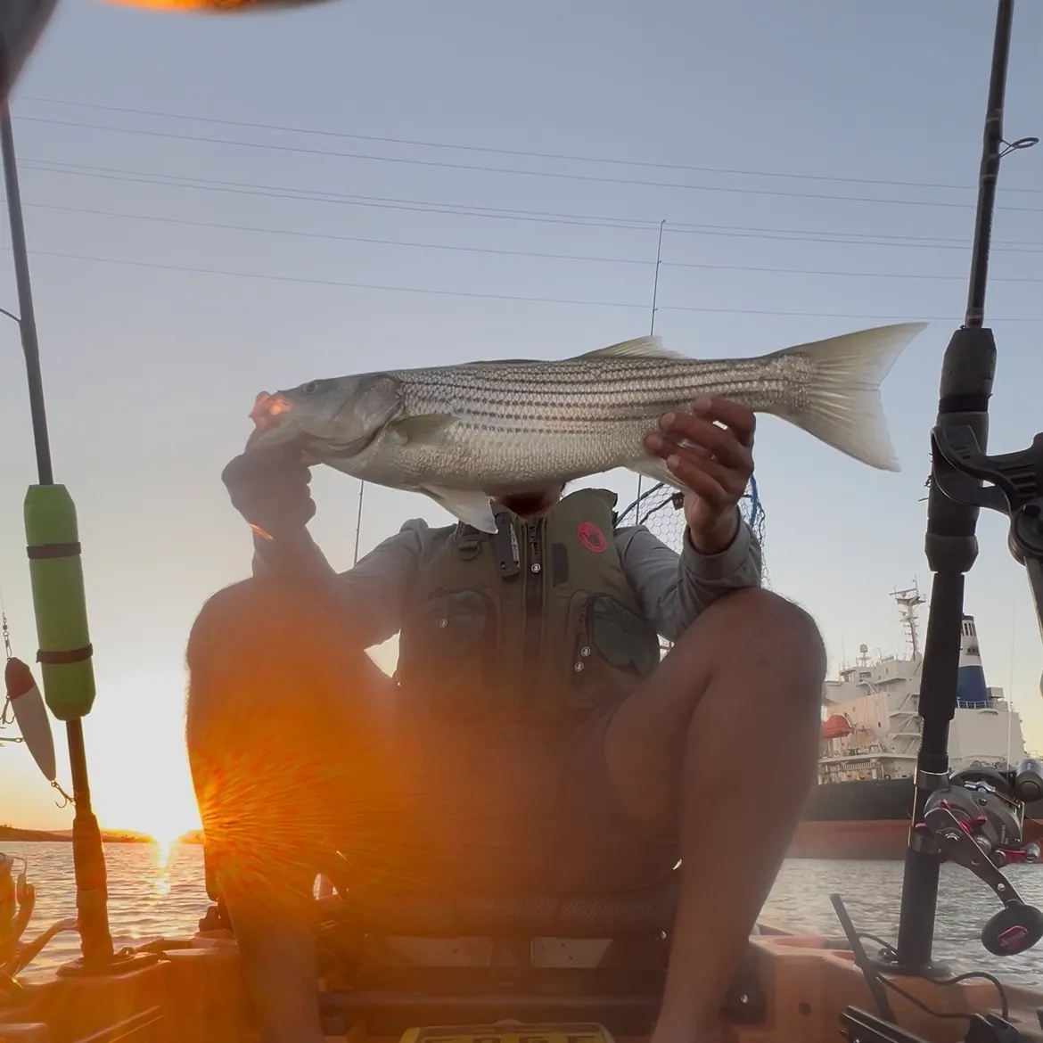 Striped bass caught on Fishbrain