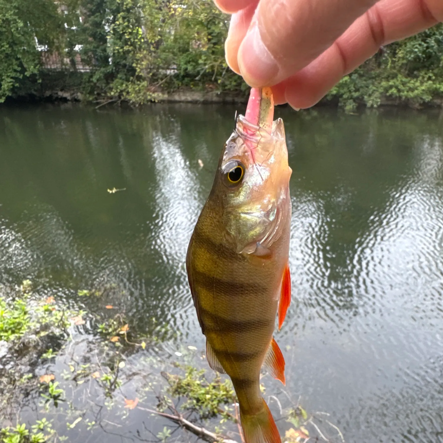 European perch caught on Fishbrain