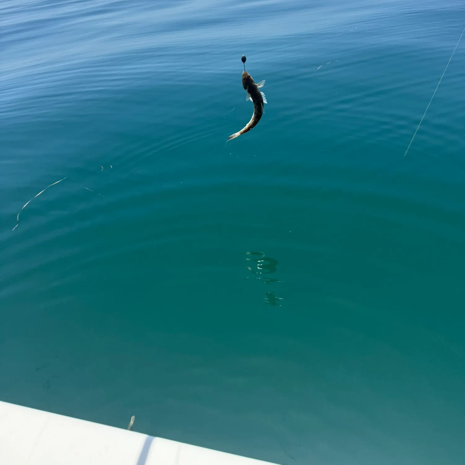 The most recent Flying gurnard catches on Fishbrain