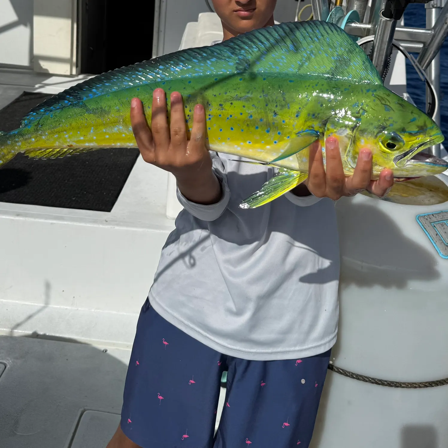 Common dolphinfish caught on Fishbrain