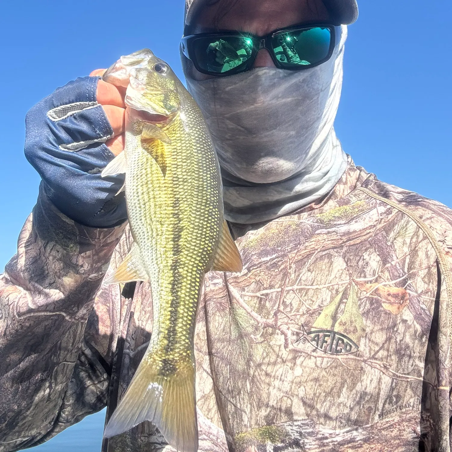 Spotted bass caught on Fishbrain