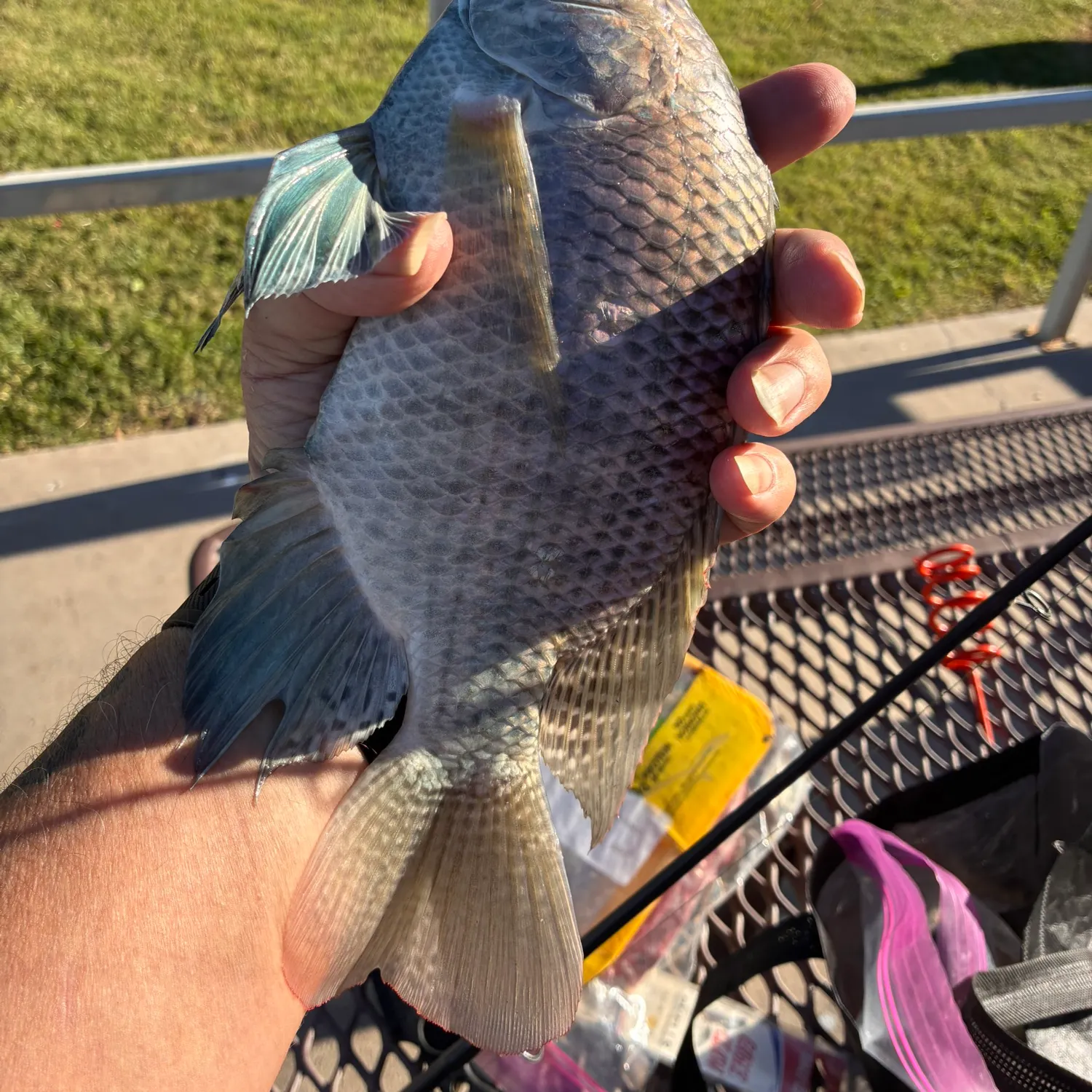catch