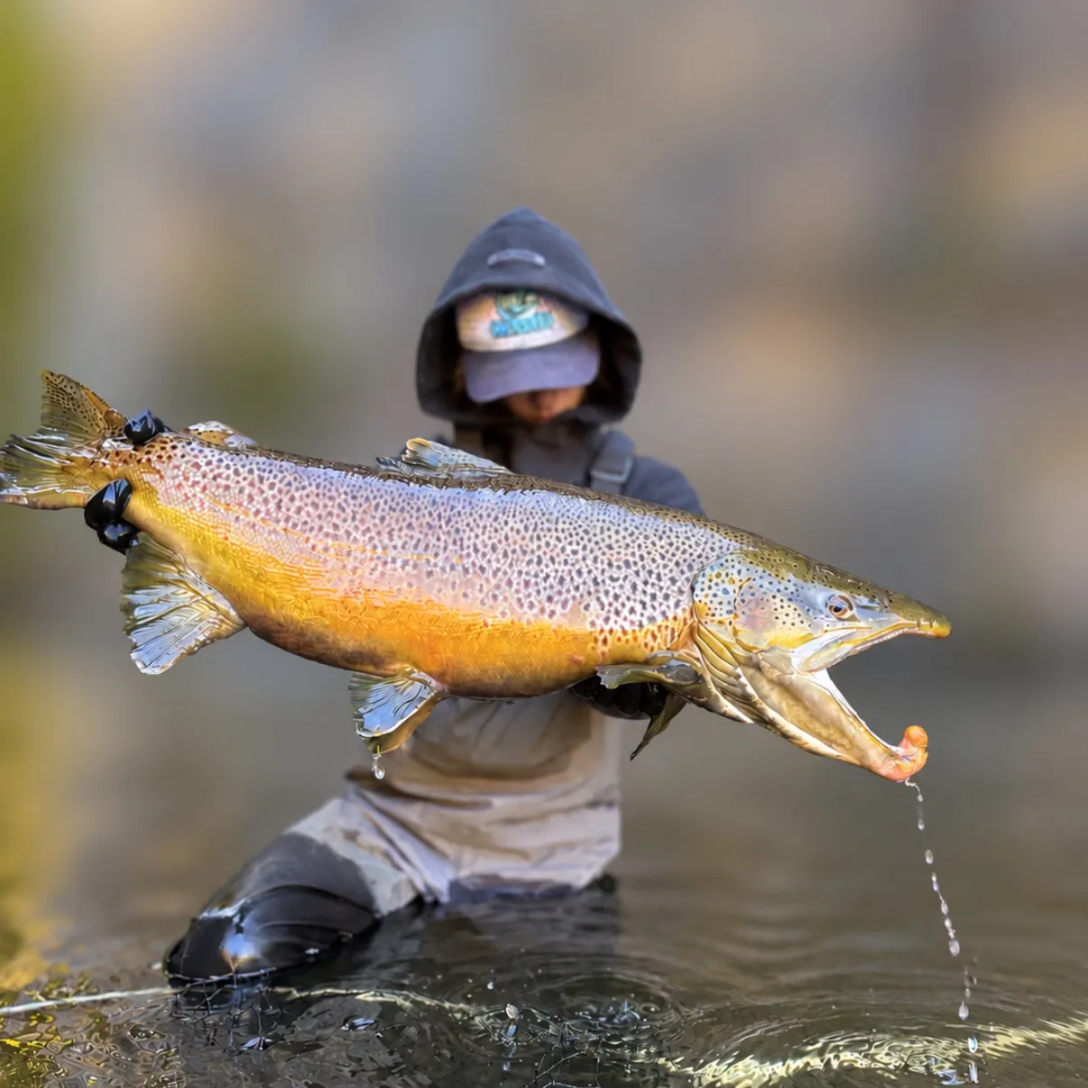 Brown trout caught on Fishbrain