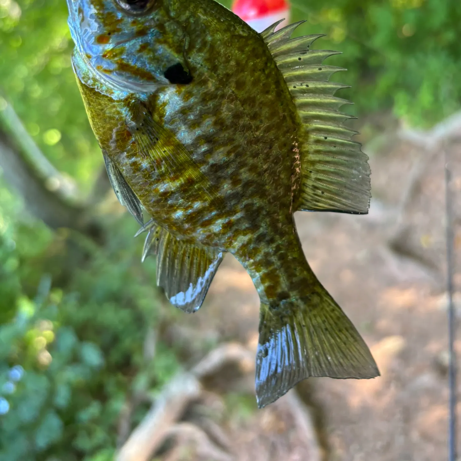 Pumpkinseed caught on Fishbrain