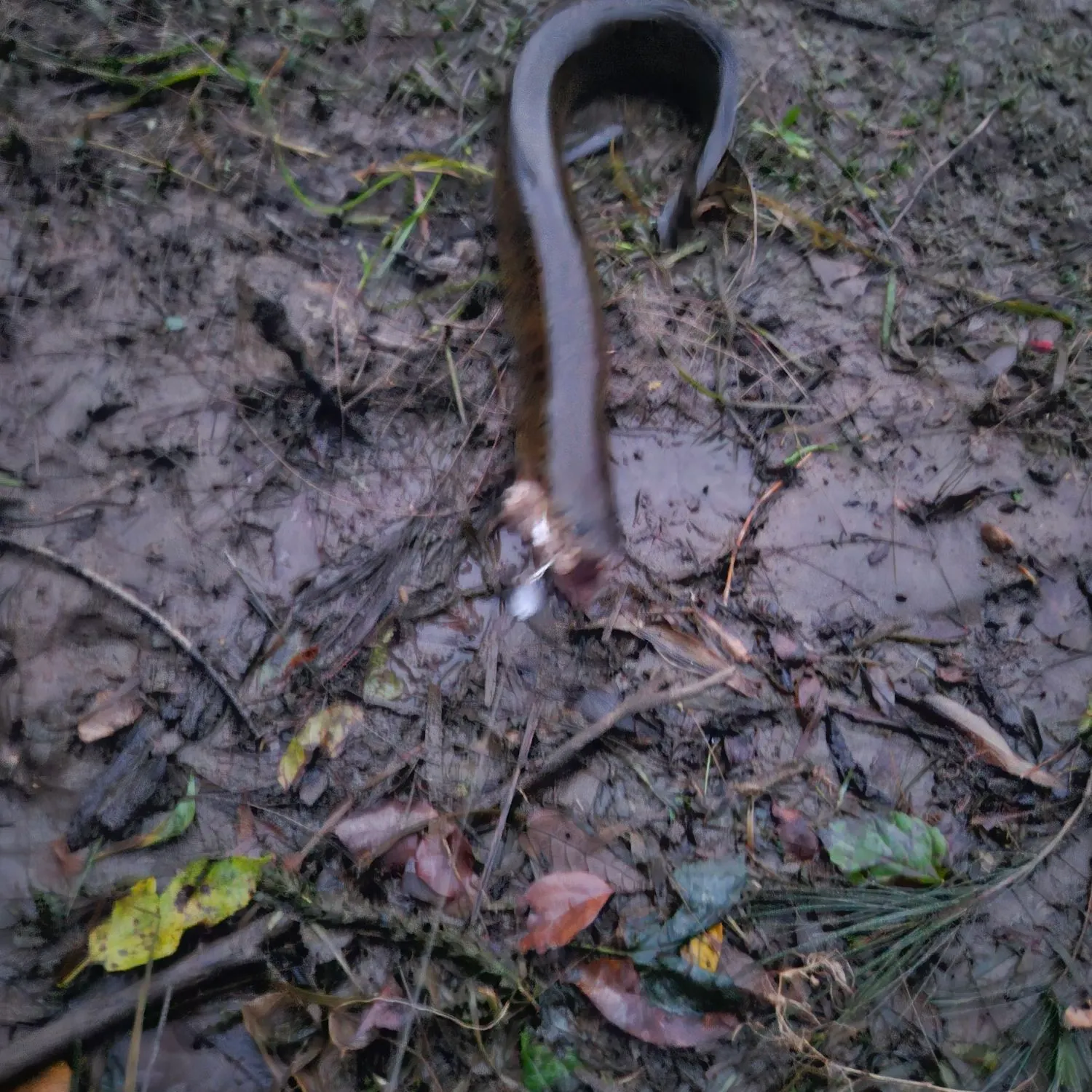 Shortfin eel caught on Fishbrain