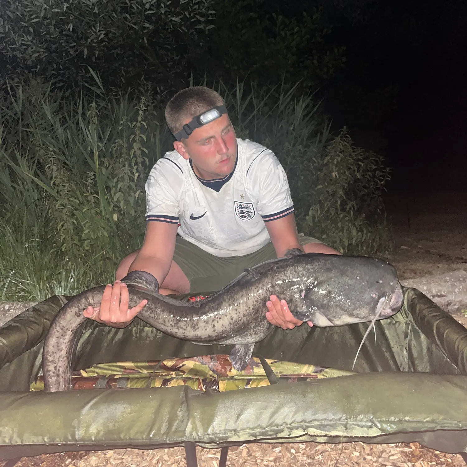 The most recent Wels catfish catches on Fishbrain