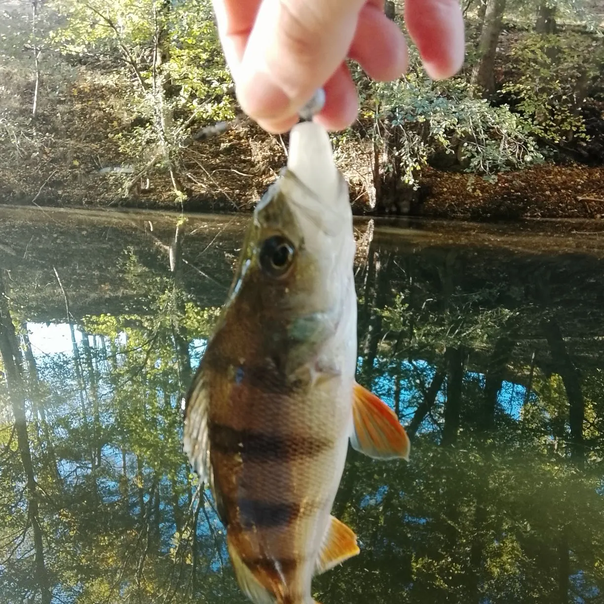 European perch caught on Fishbrain