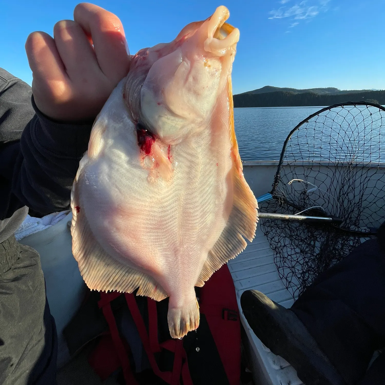 The most recent Pacific halibut catches on Fishbrain