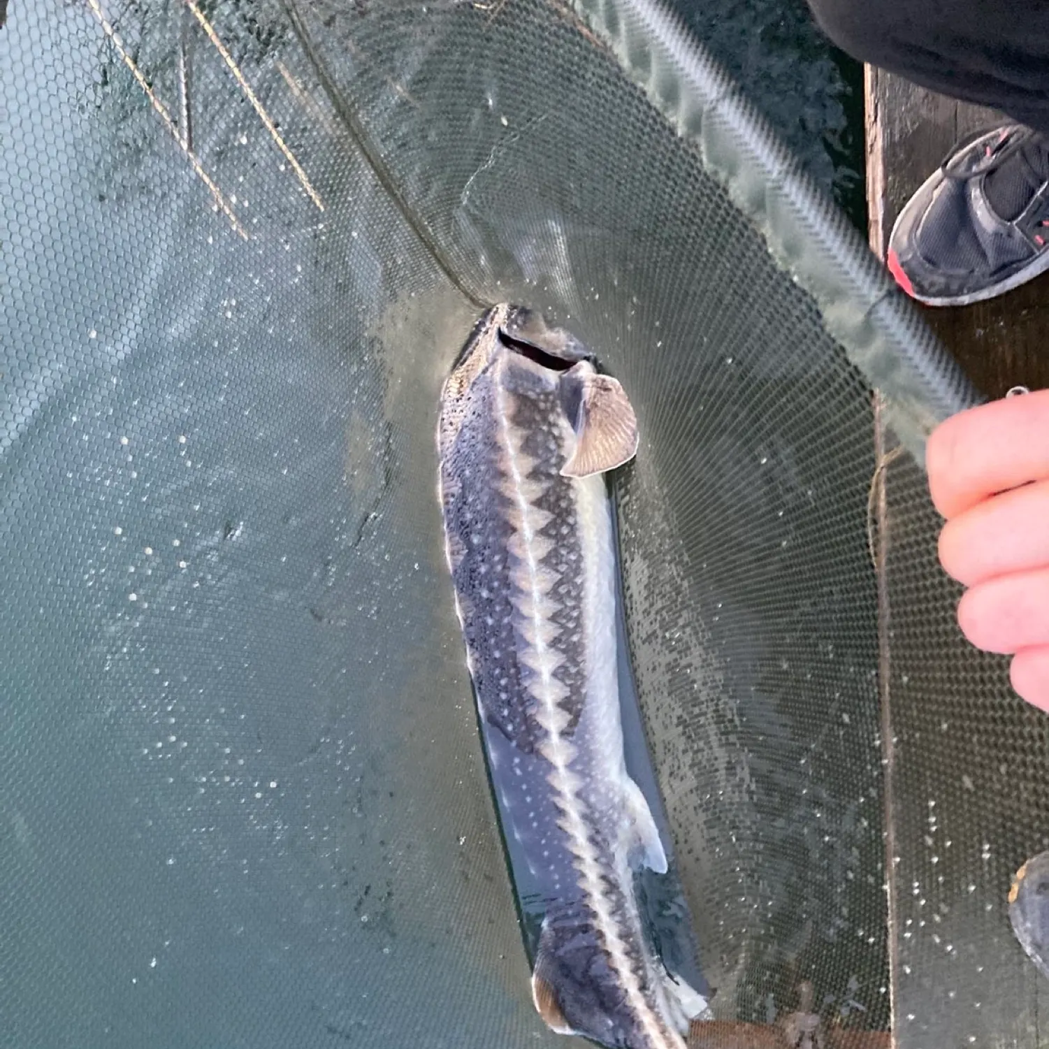 The most recent White sturgeon catches on Fishbrain