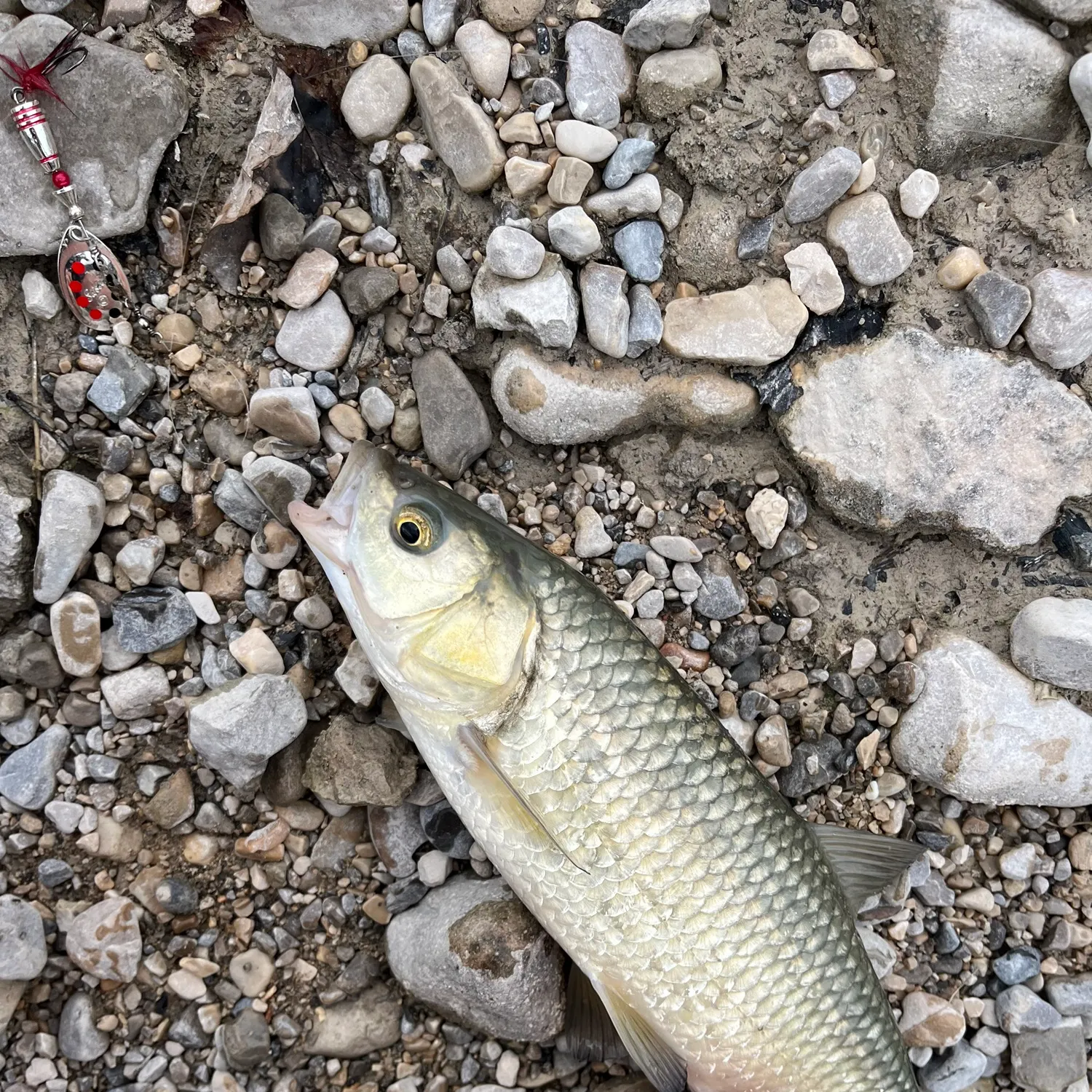 European chub caught on Fishbrain