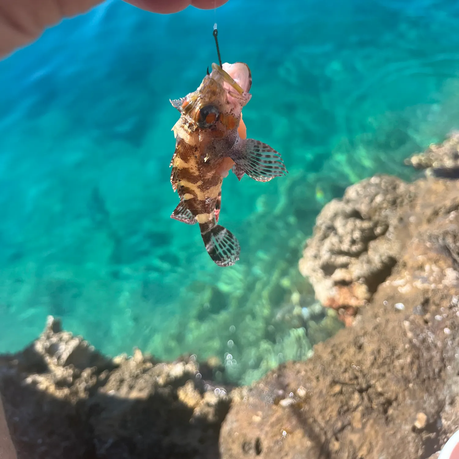 The most recent Scorpaena neglecta catches on Fishbrain