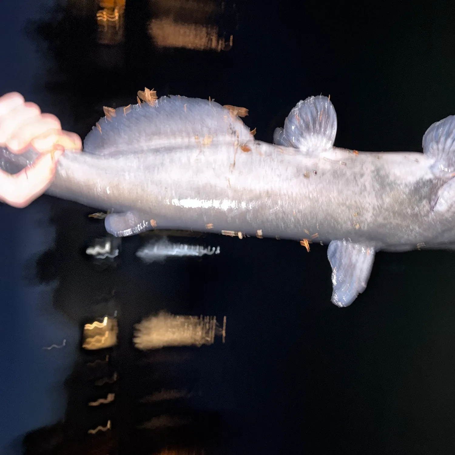 White bullhead caught on Fishbrain