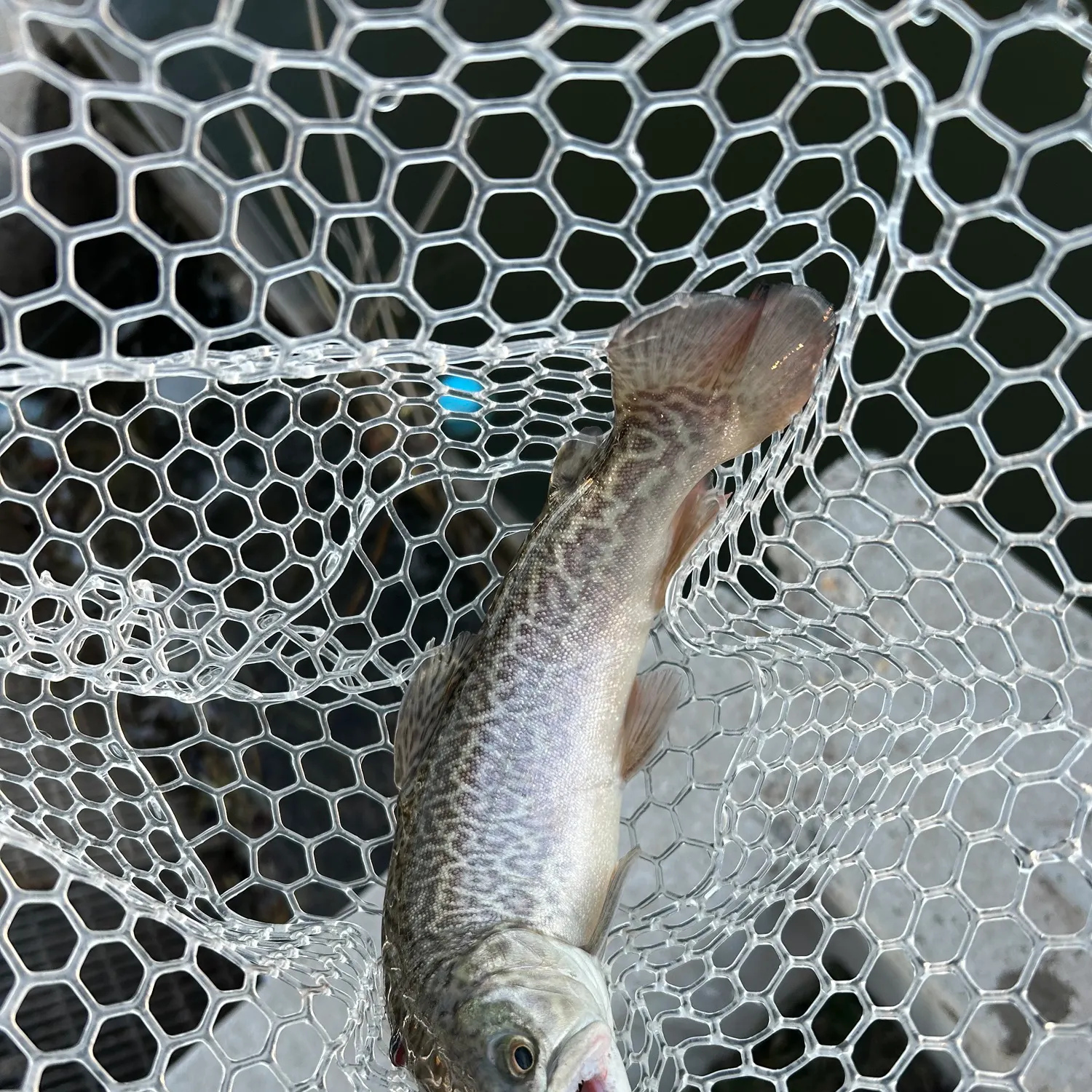 The most recent Tiger trout catches on Fishbrain