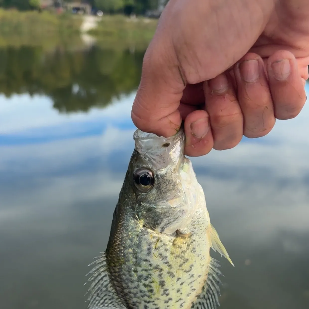 Black crappie caught on Fishbrain