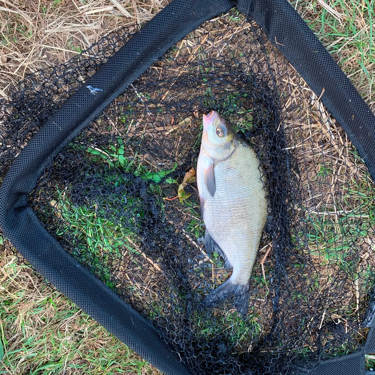 Common bream caught on Fishbrain