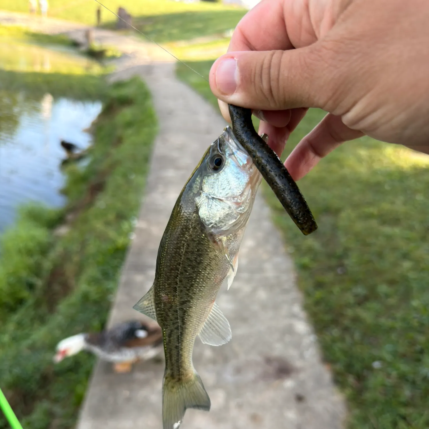 Largemouth bass caught on Fishbrain