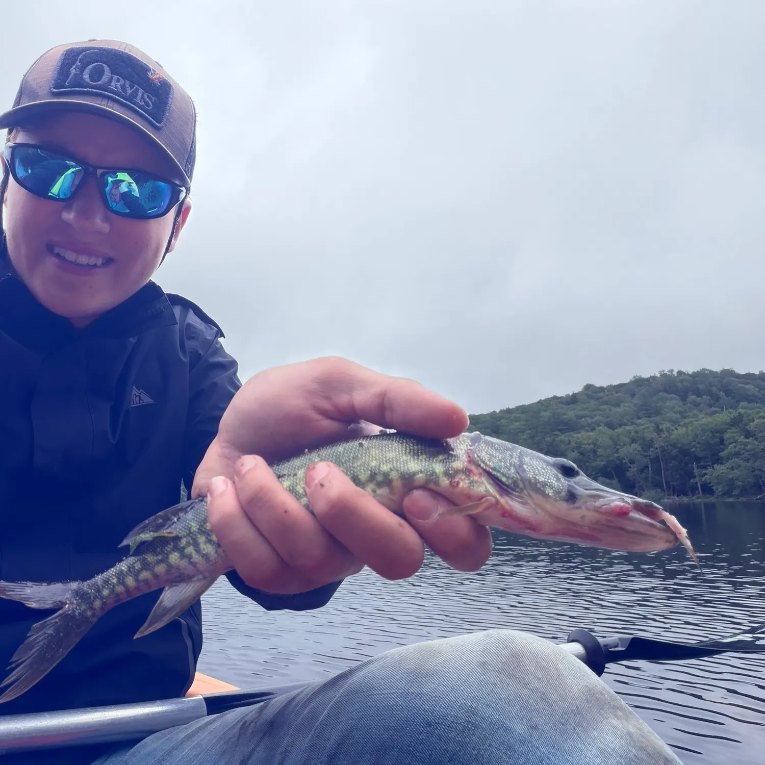 Chain pickerel caught on Fishbrain