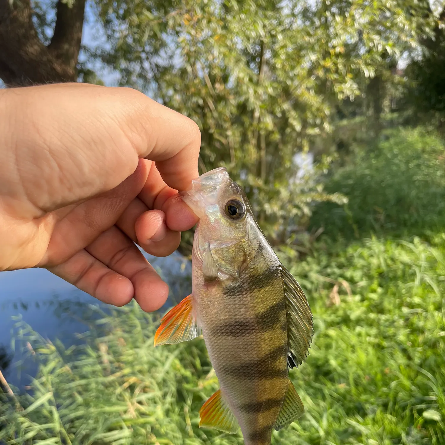 European perch caught on Fishbrain