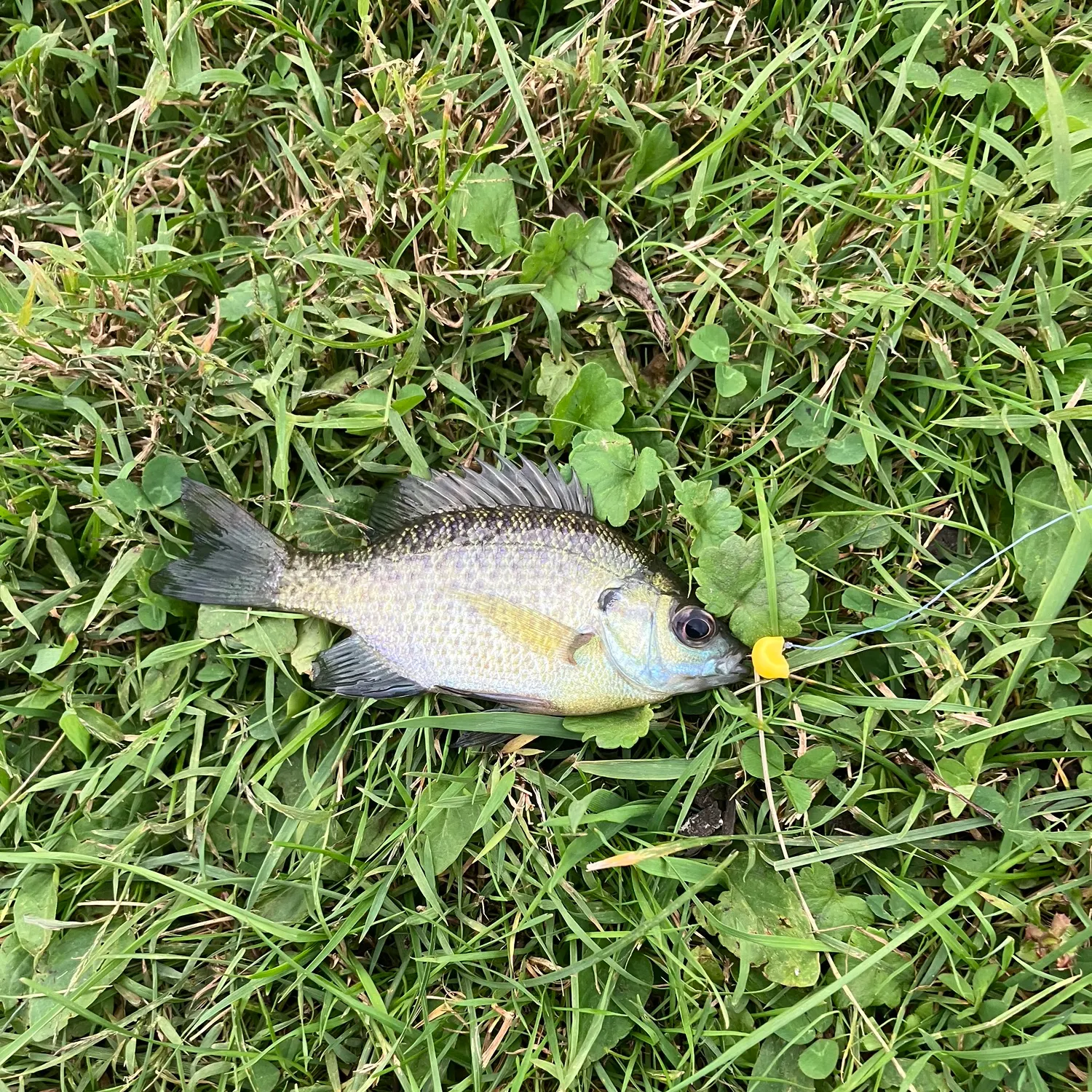 Bluegill caught on Fishbrain