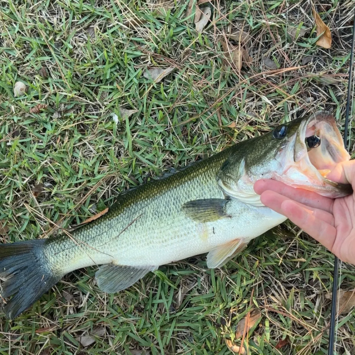 Largemouth bass caught on Fishbrain