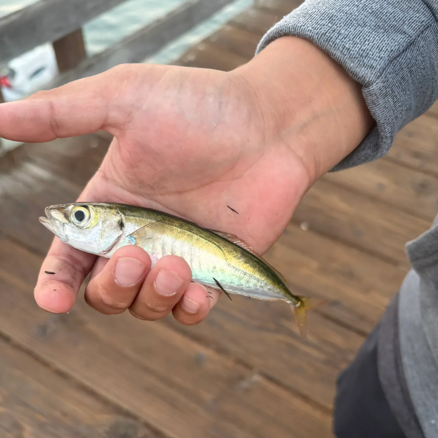 Fish caught on Fishbrain
