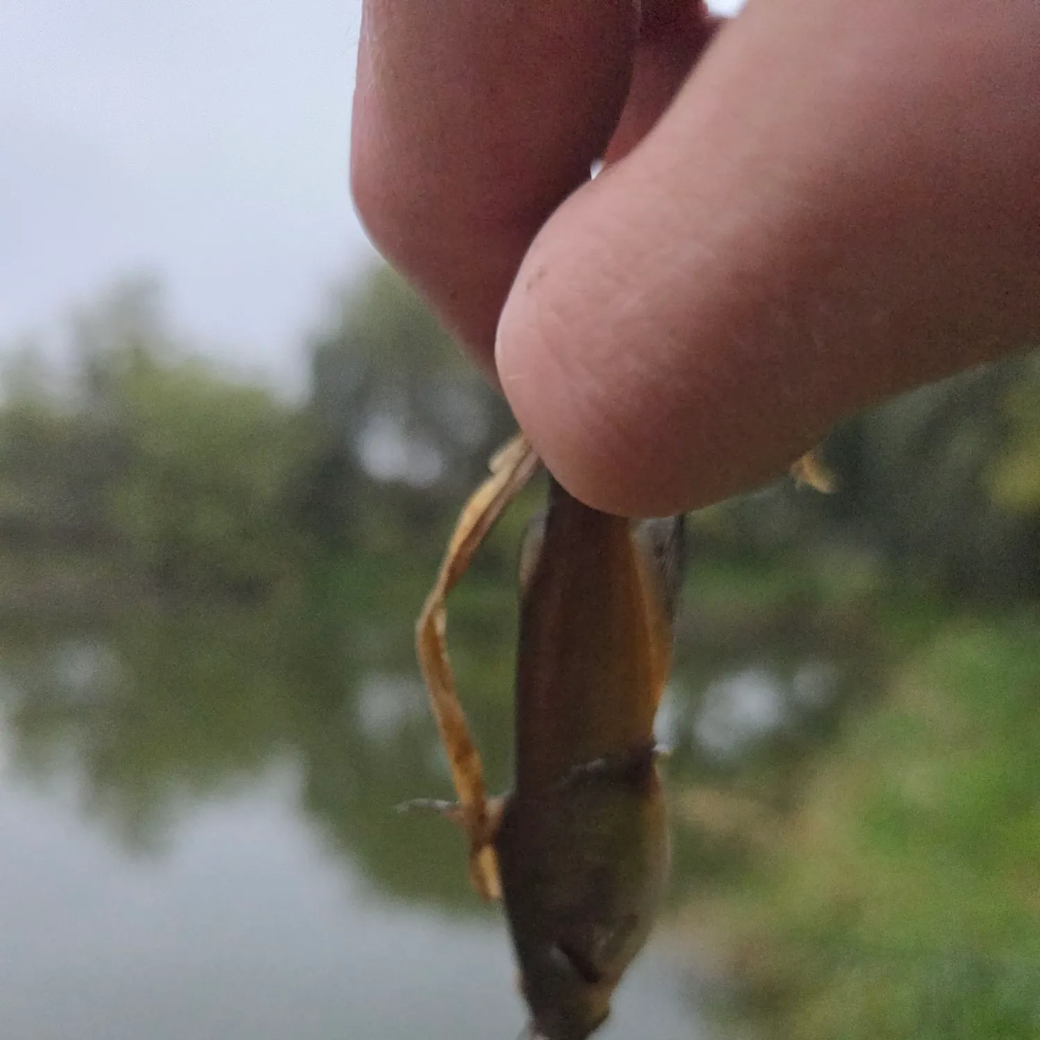 Yellow bullhead caught on Fishbrain
