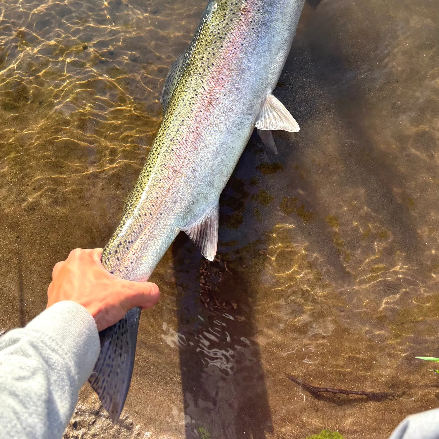 Steelhead caught on Fishbrain