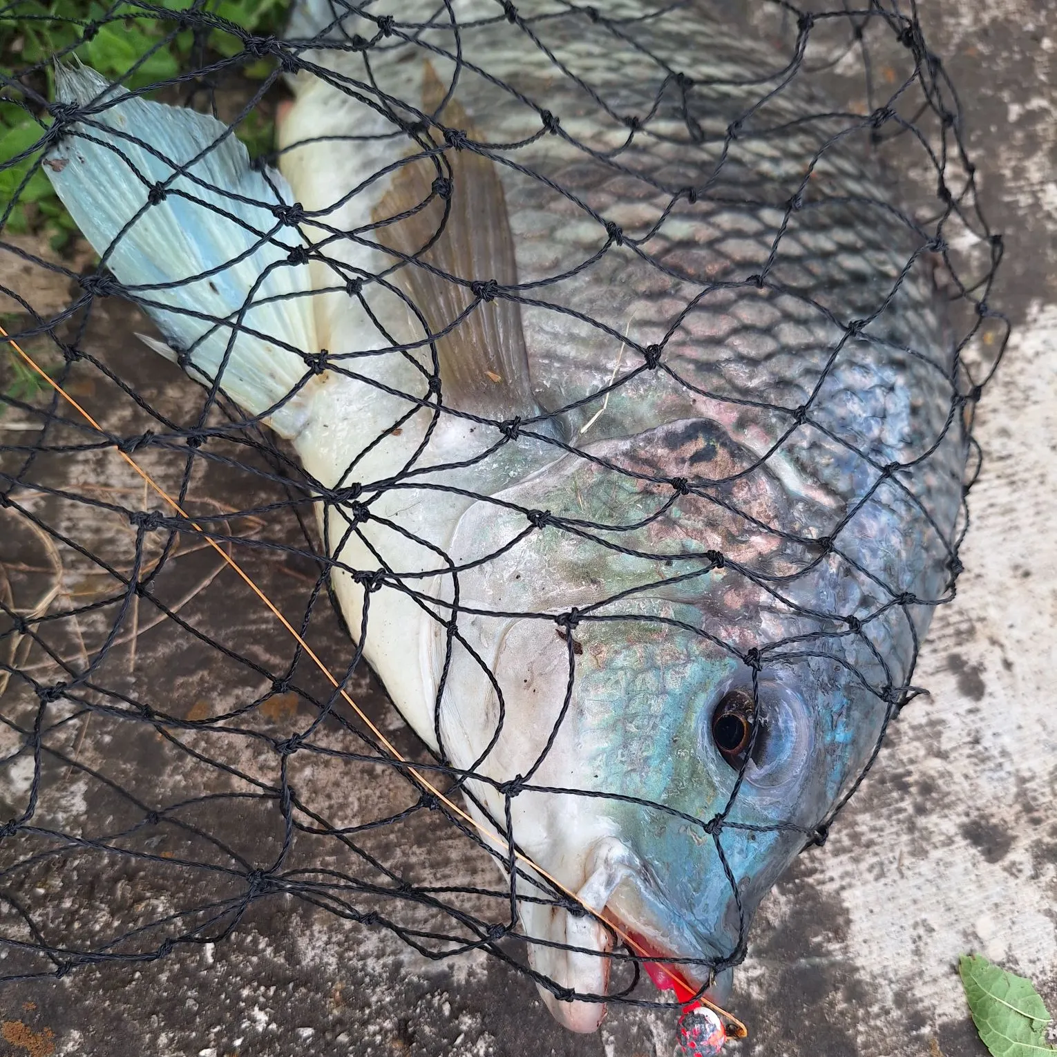 The most recent Blue tilapia catches on Fishbrain