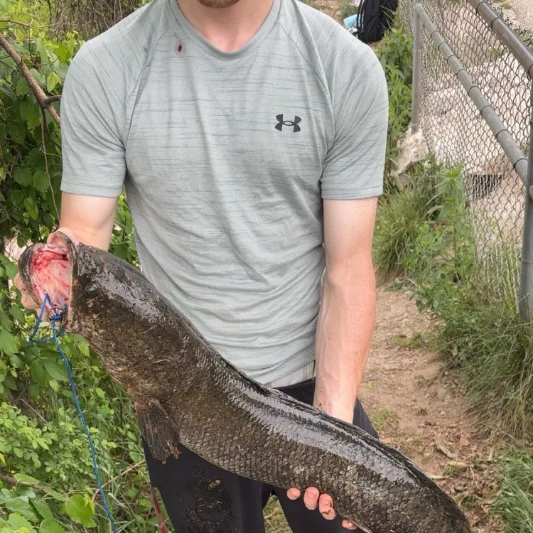 The most recent Northern snakehead catches on Fishbrain