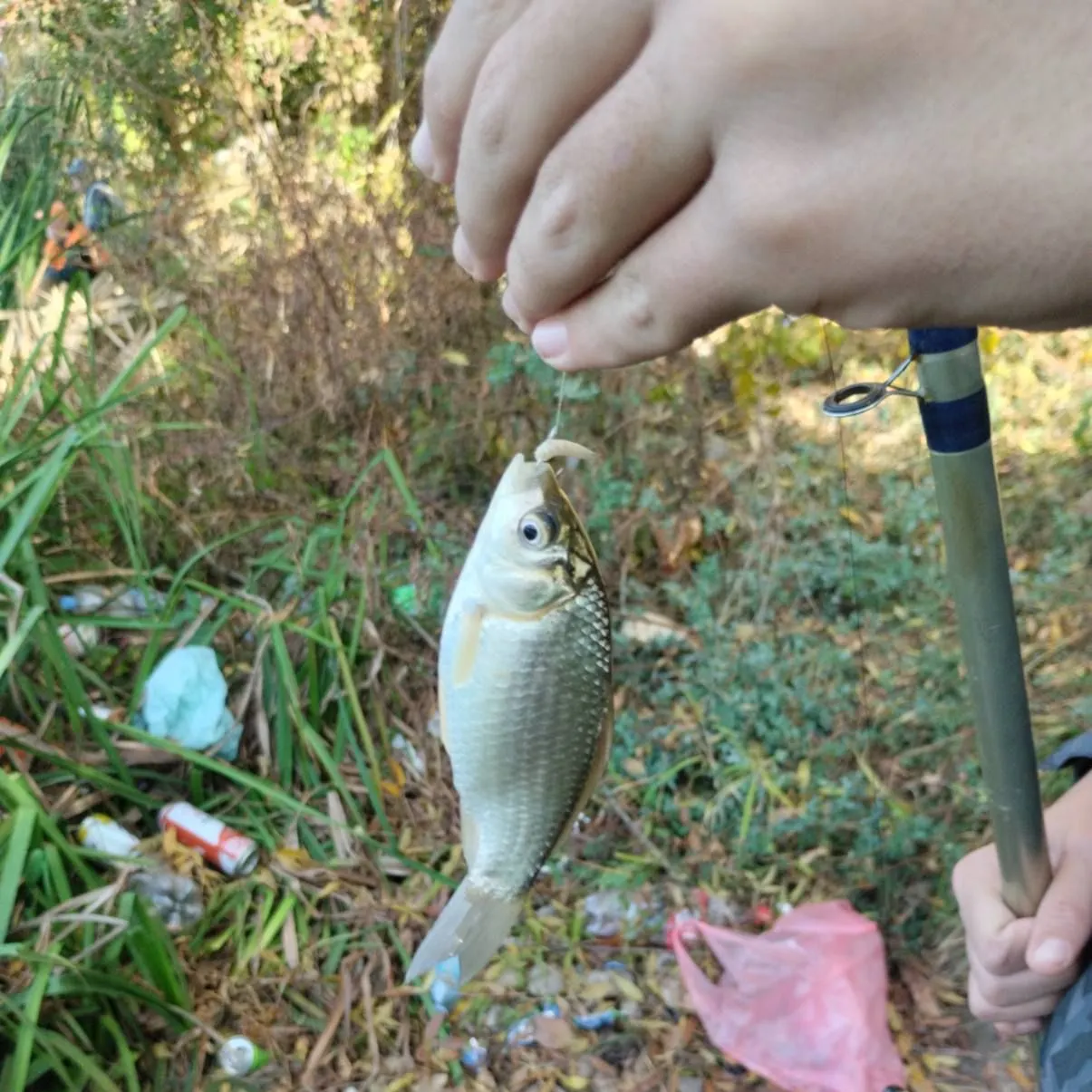 The most popular recent Prussian carp catch on Fishbrain